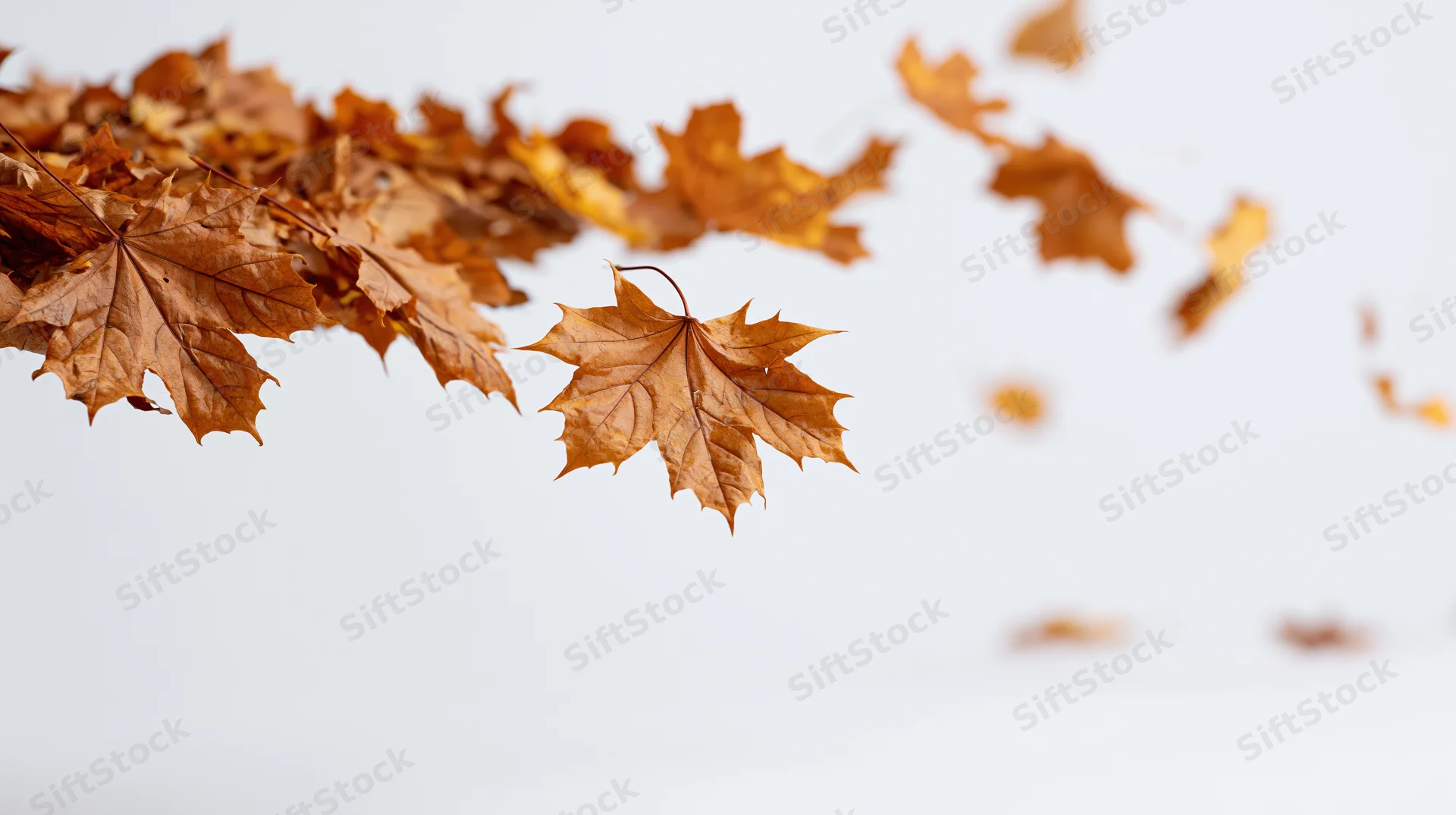 Dried maple leaves falling mid-air against a white background with copyspace