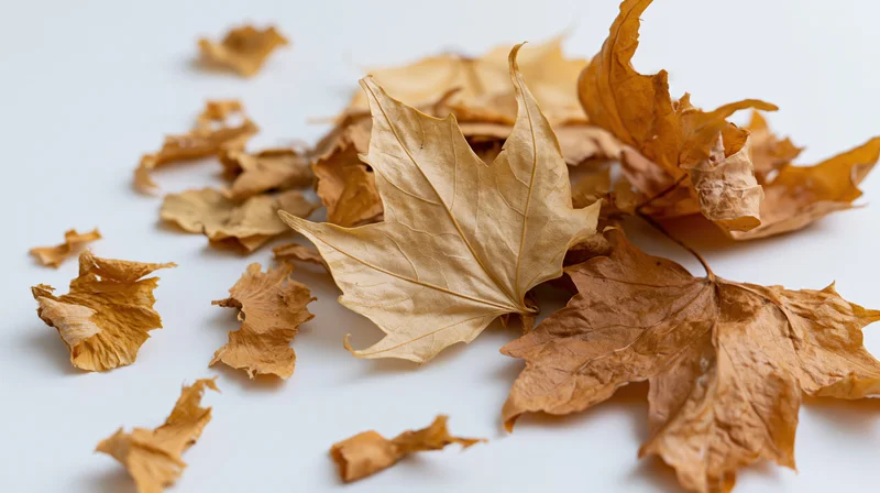 Dried maple leaves scattered on a white surface