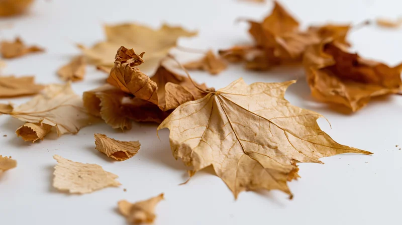 Dried maple leaves scattered on a white surface