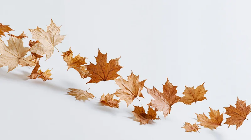 Dried maple leaves swirling across a white surface in a diagonal arrangement