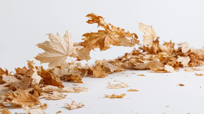 Dried maple leaves swirling and falling on a white surface