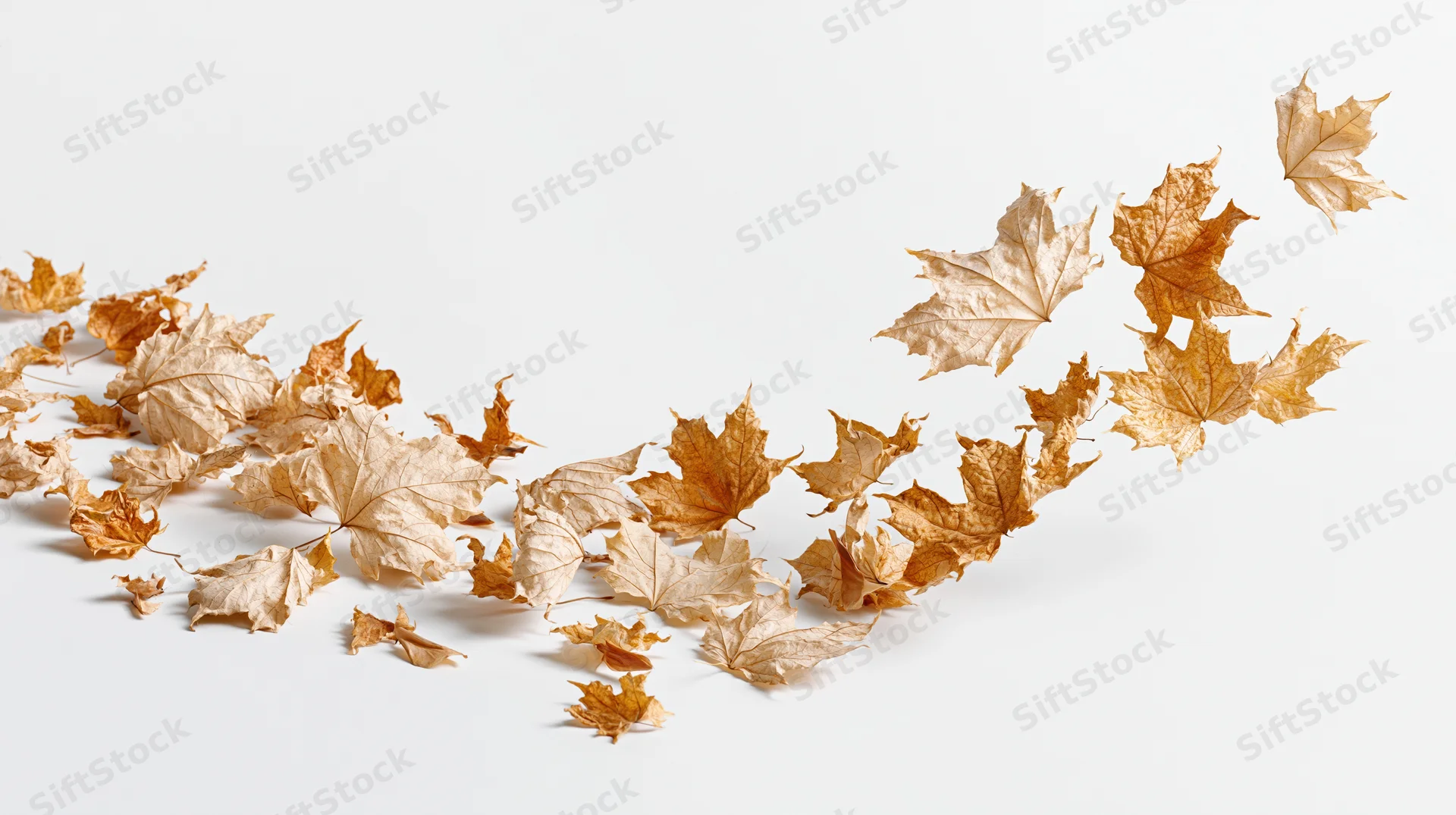 Dried maple leaves swirling and falling across a white surface
