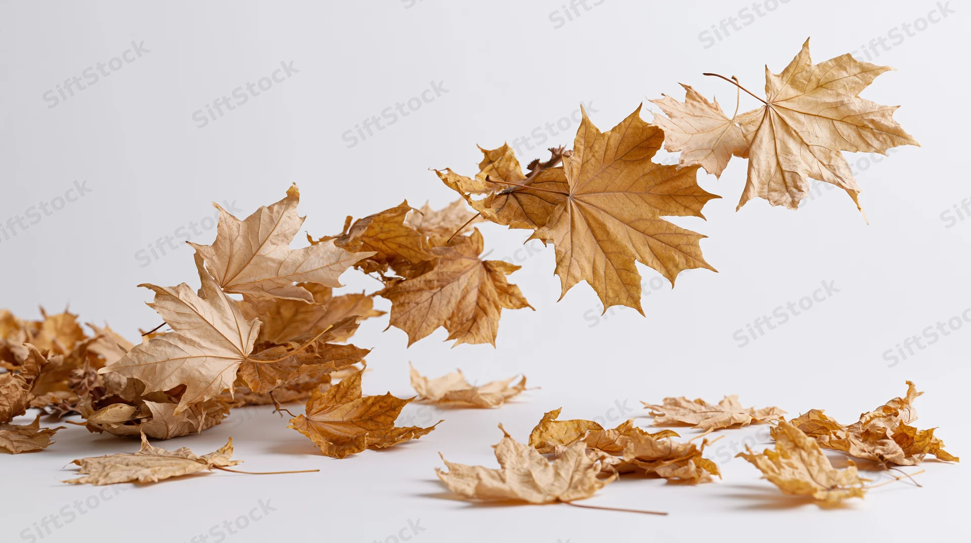 Dried maple leaves swirling and falling in a sweeping motion against a white background