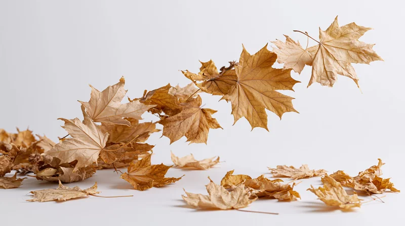 Dried maple leaves swirling and falling in a sweeping motion against a white background