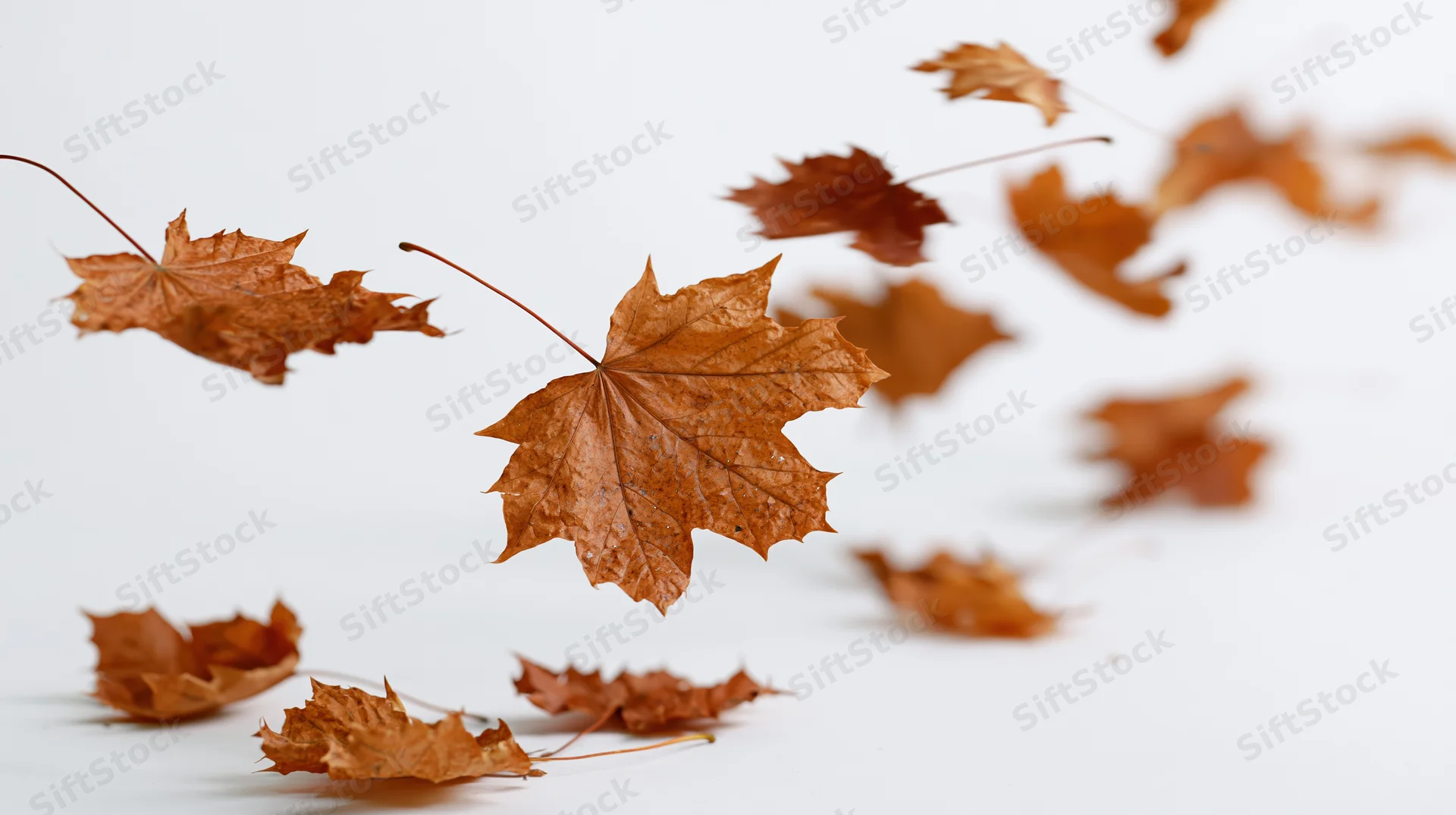 Dried maple leaves swirling diagonally against a white background