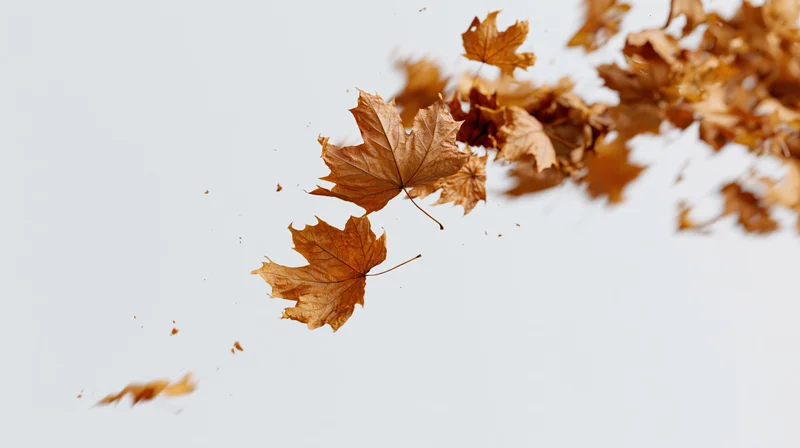 Dried maple leaves swirling diagonally across a light sky background