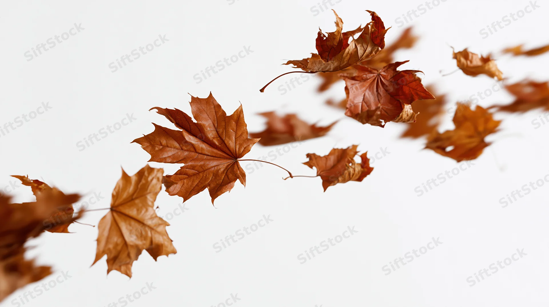 Dried maple leaves swirling diagonally against a white background