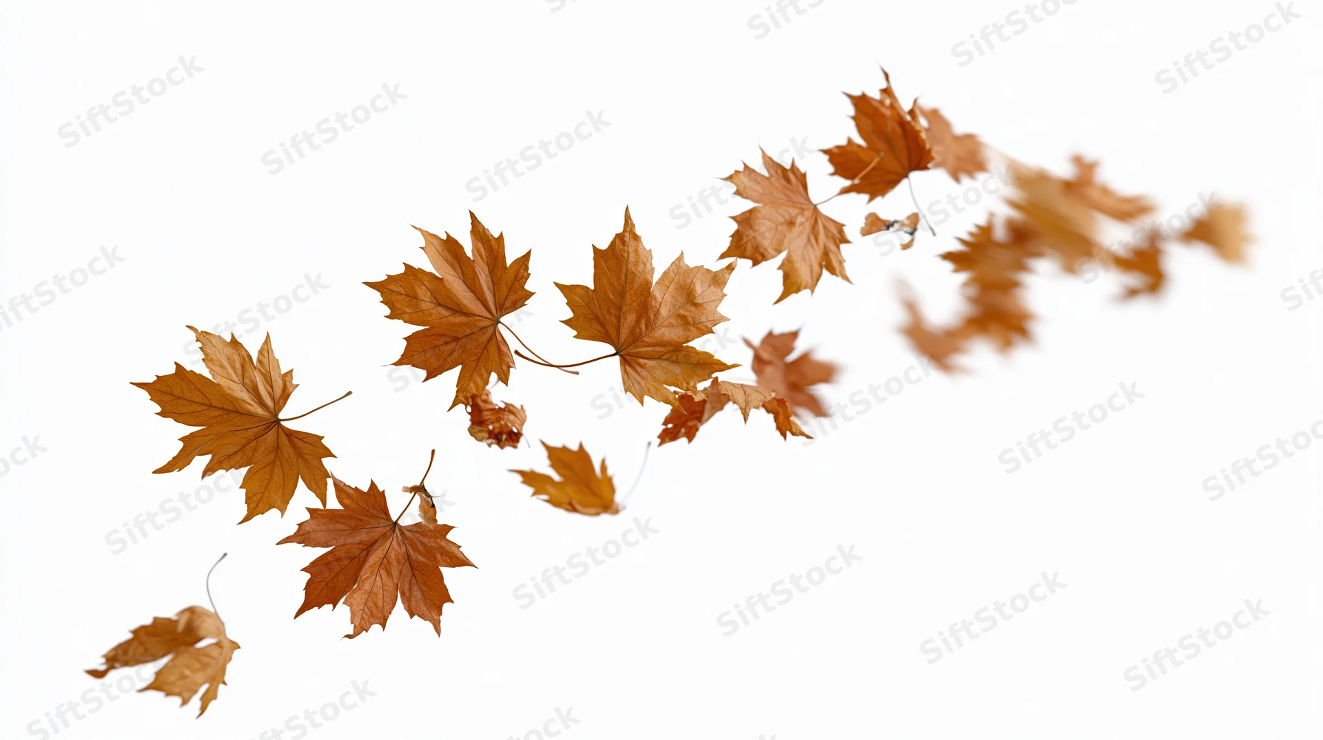 Dried maple leaves swirling diagonally across a white background
