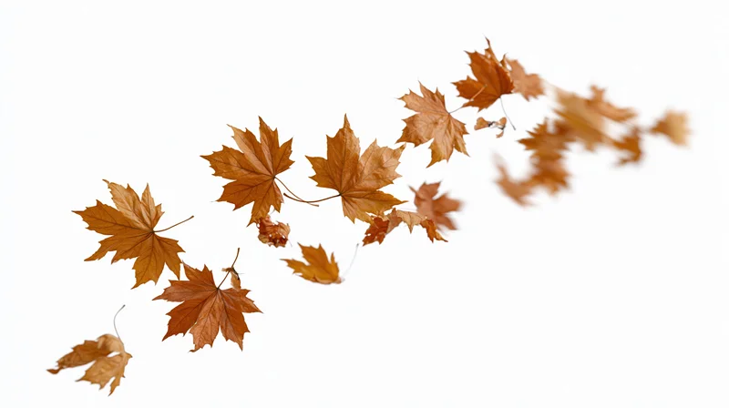 Dried maple leaves swirling diagonally across a white background