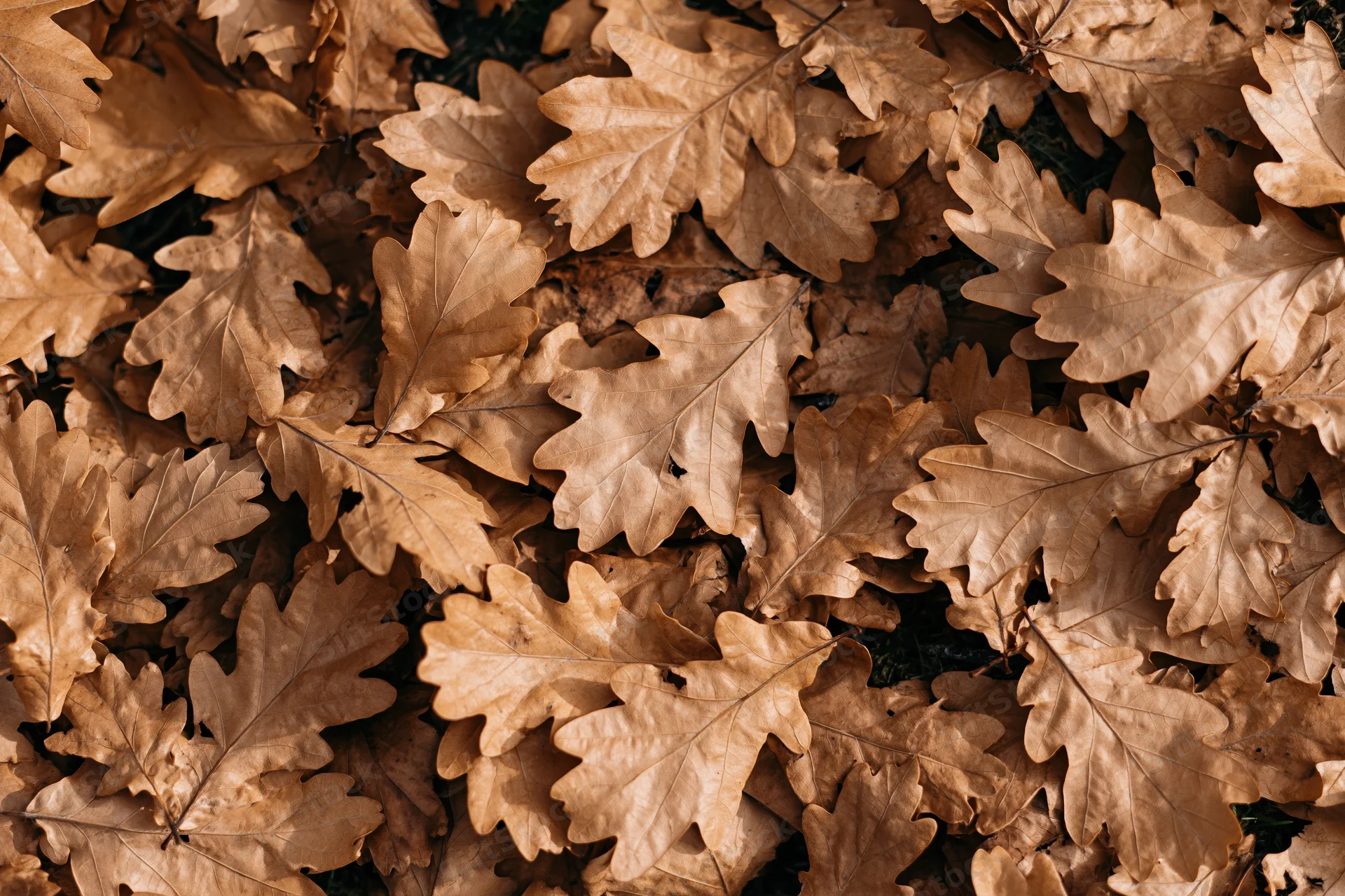 Dried oak leaves covering the forest floor in a dense flat layer