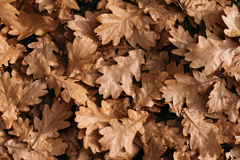 Dried oak leaves covering the forest floor in a dense flat layer