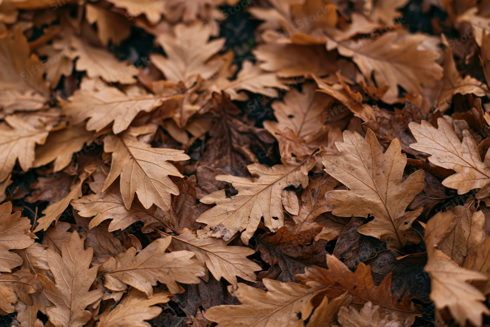 Dried oak leaves covering the forest floor in a dense flat layer