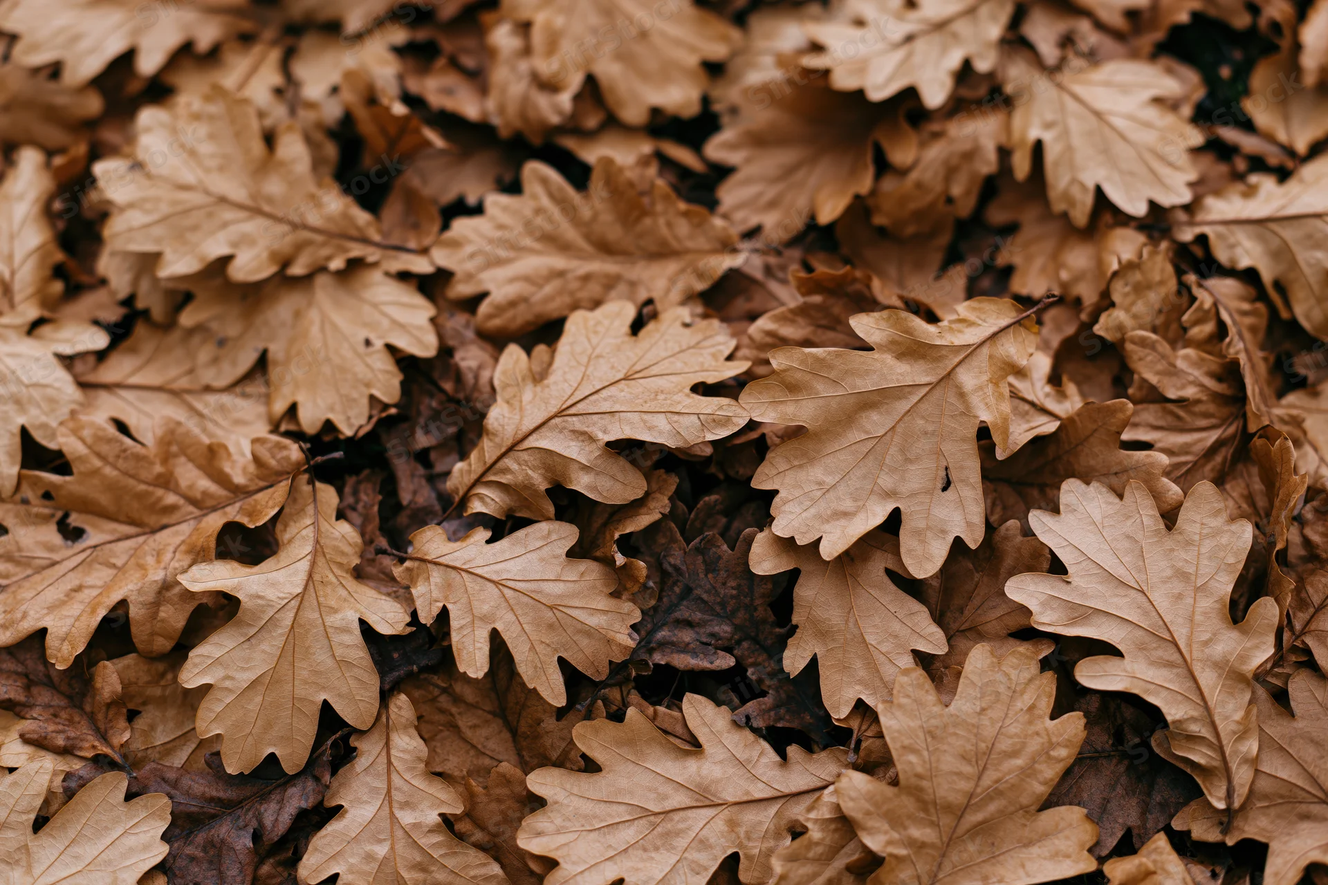 Dried oak leaves covering the forest floor in a dense layer