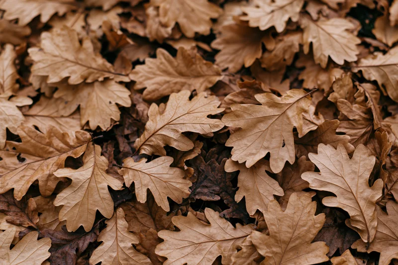 Dried oak leaves covering the forest floor in a dense layer