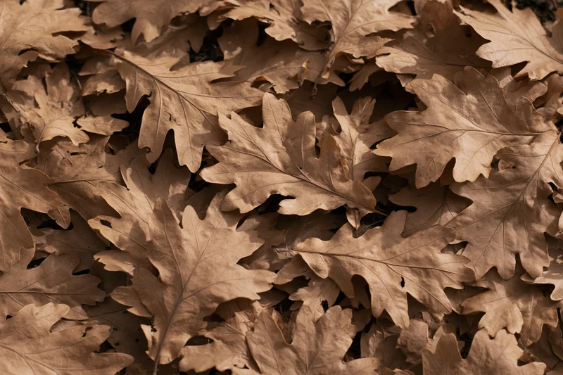 Dried oak leaves covering the forest floor in a dense layer
