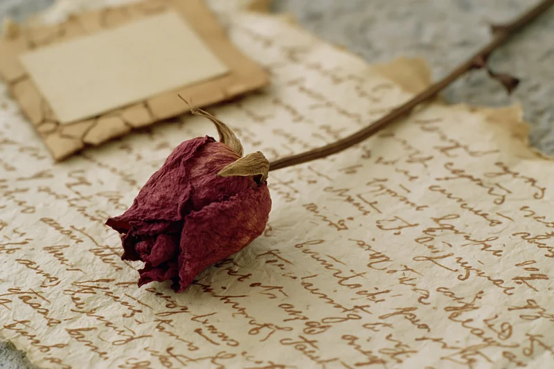 Dried red rosebud with long stem resting diagonally on aged handwritten letter