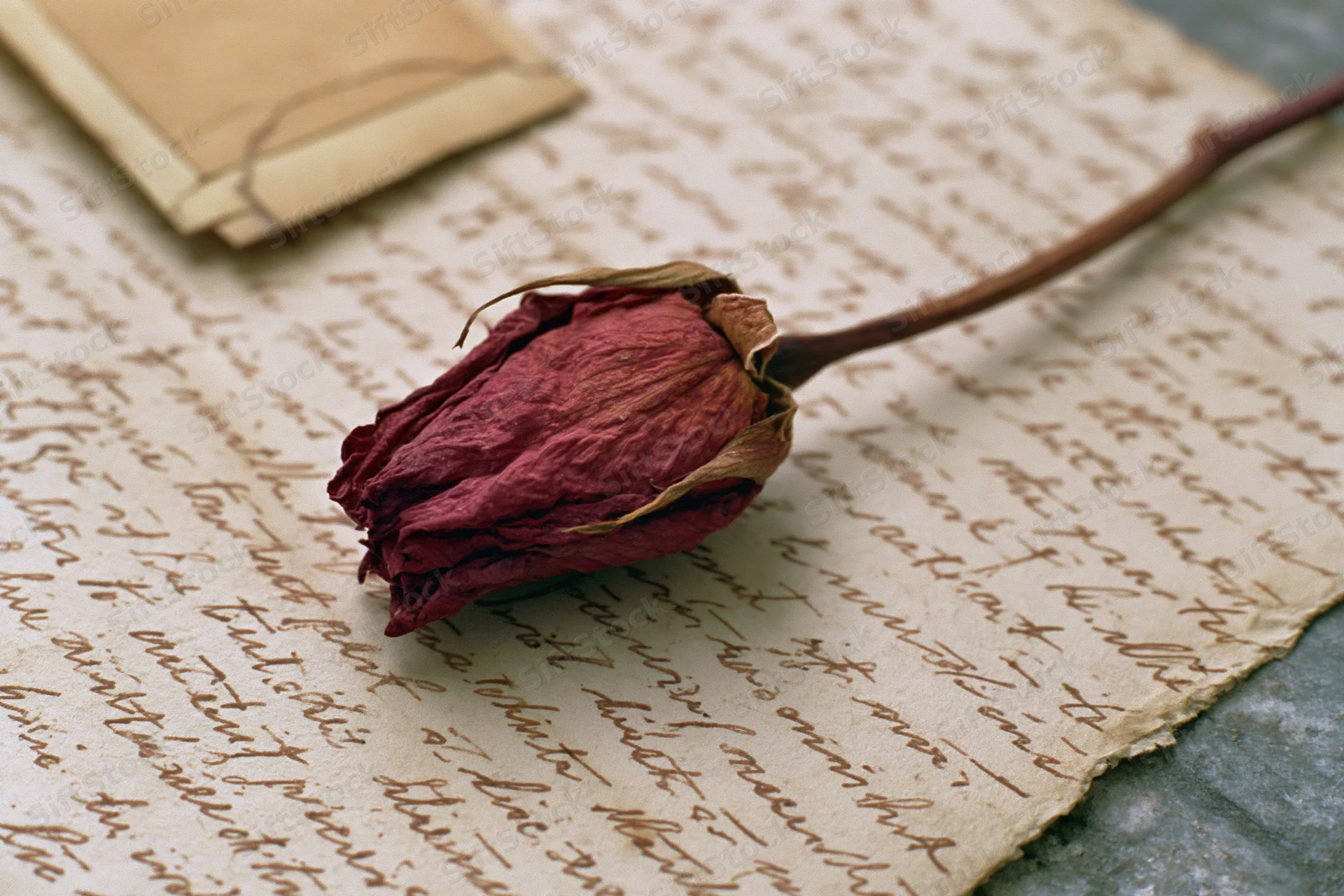 Dried red rosebud resting diagonally across a handwritten vintage letter with an envelope nearby