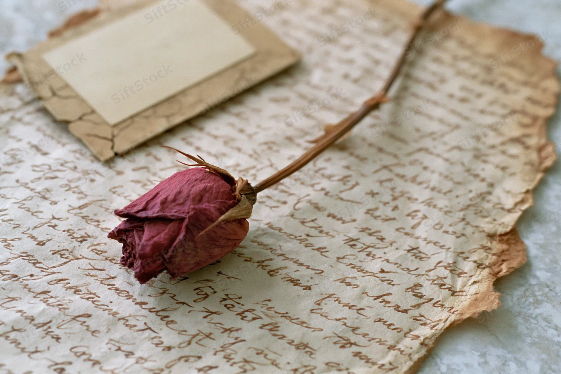 Dried red rosebud with long stem resting diagonally across aged handwritten letter on textured surface