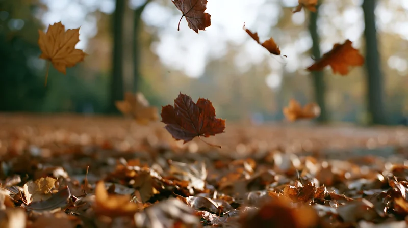 Dry autumn leaves falling through a park with a carpet of foliage on the ground