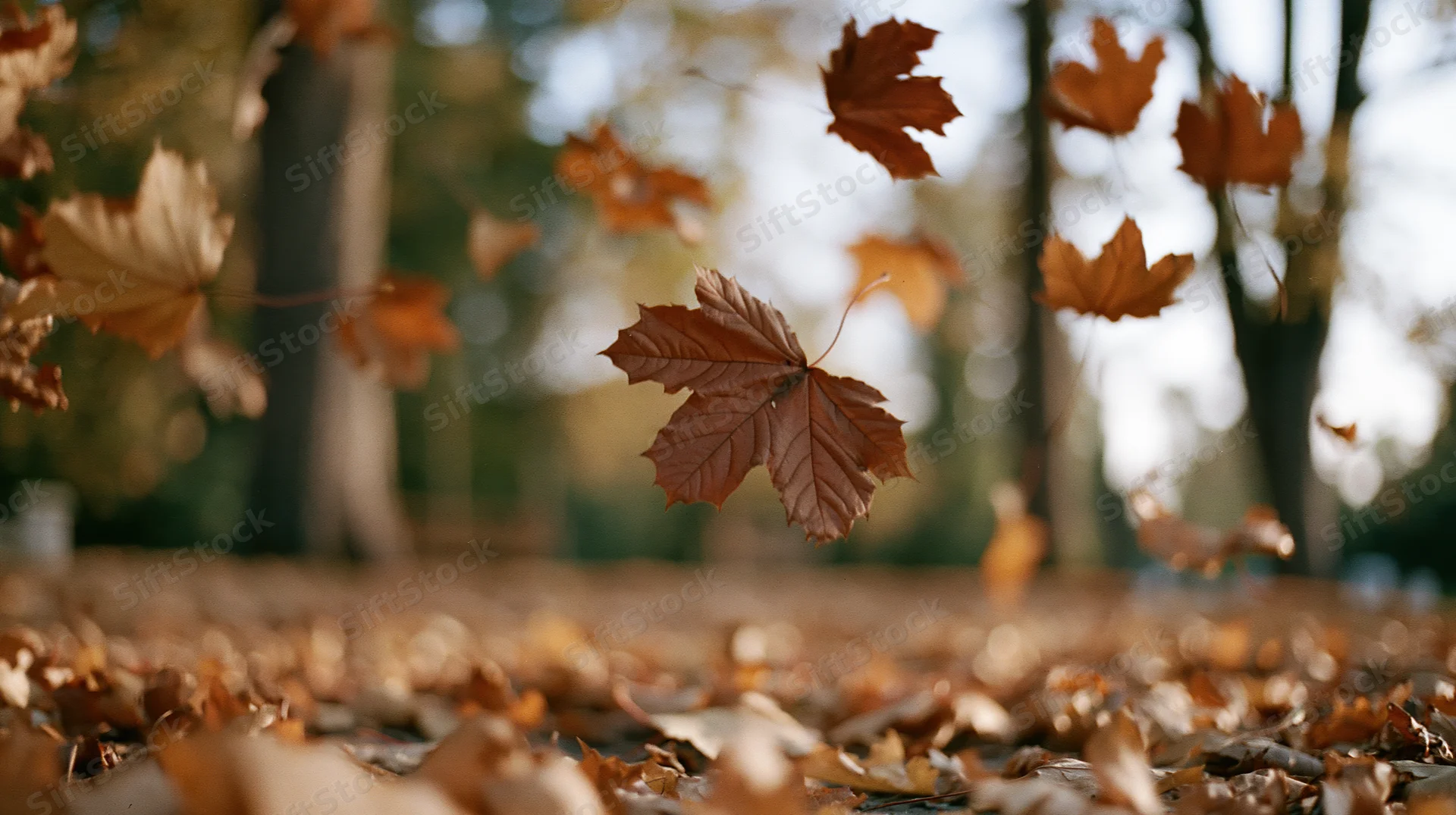 Autumn leaves falling midair over a carpet of foliage in a park