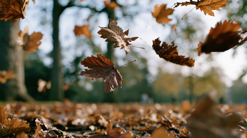 Dry autumn leaves falling in a park with a carpet of foliage on the ground