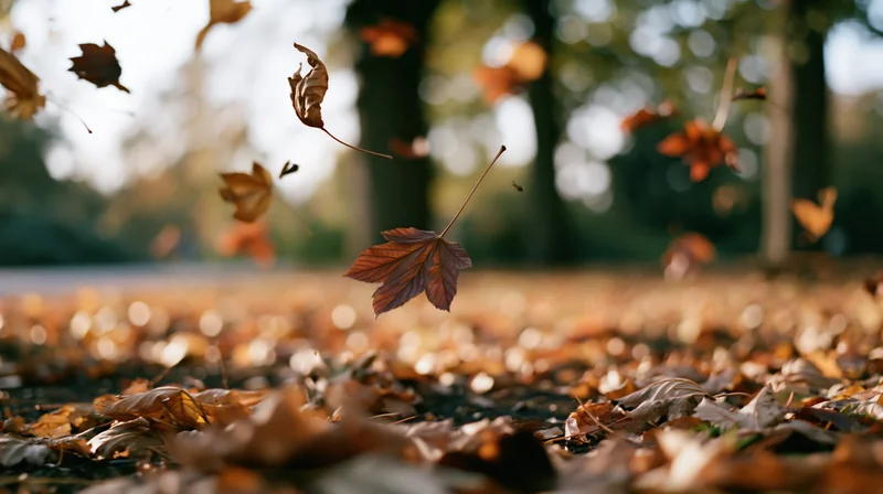 Dry autumn leaves falling in a park scattered across the ground with sunlight filtering through trees
