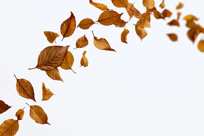Dry autumn leaves falling in mid-air against a white background with copyspace