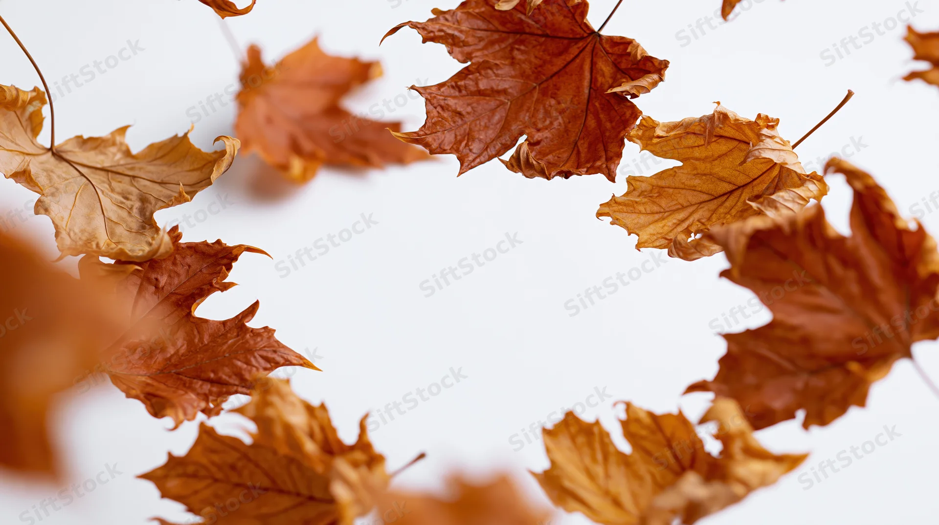 Dry maple leaves arranged in a loose circular frame against white background