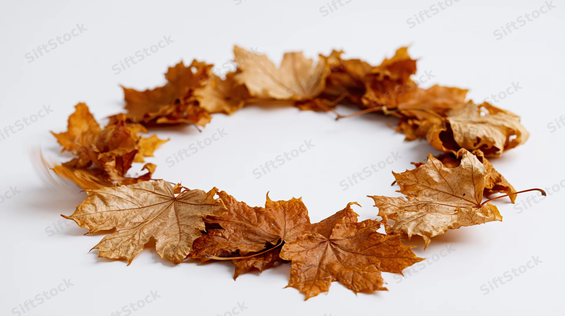 Dry maple leaves arranged in a loose circular wreath on white background