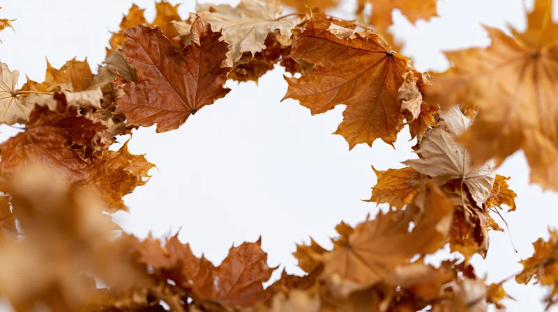 Dry maple leaves arranged in a loose circular wreath against white background