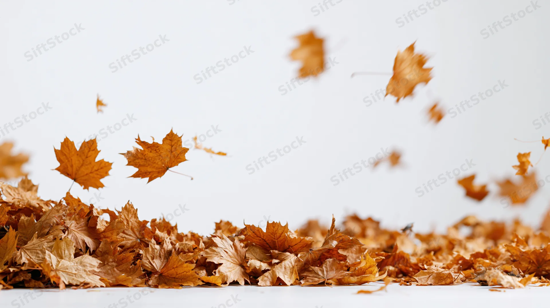 Dry maple leaves swirling and falling onto a pile against a white background