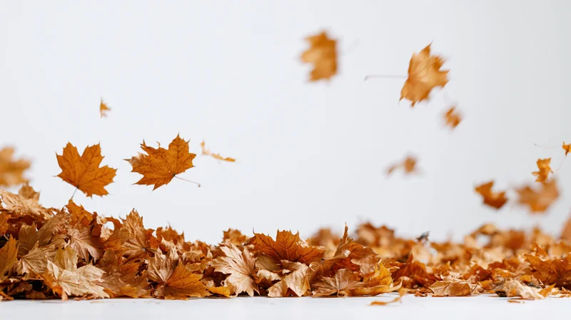 Dry maple leaves swirling and falling onto a pile against a white background