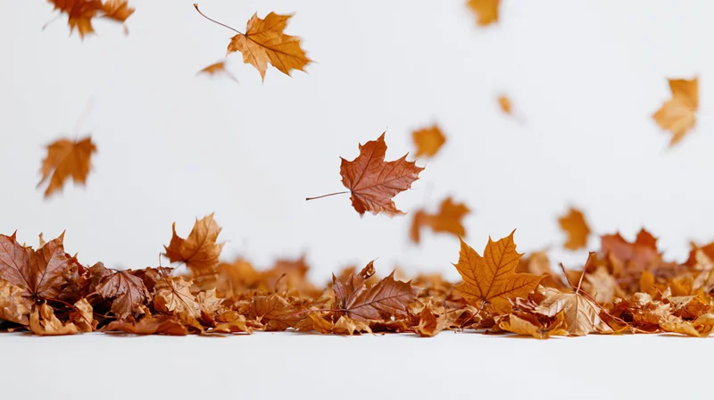 Dry maple leaves falling and swirling against a plain white background with copyspace