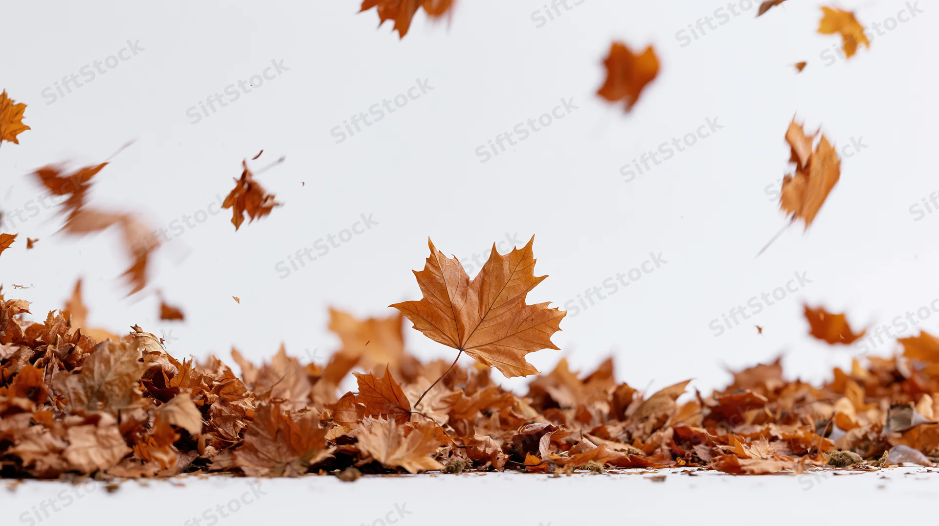 Dry maple leaves falling and swirling over a pile on the ground against a plain white background
