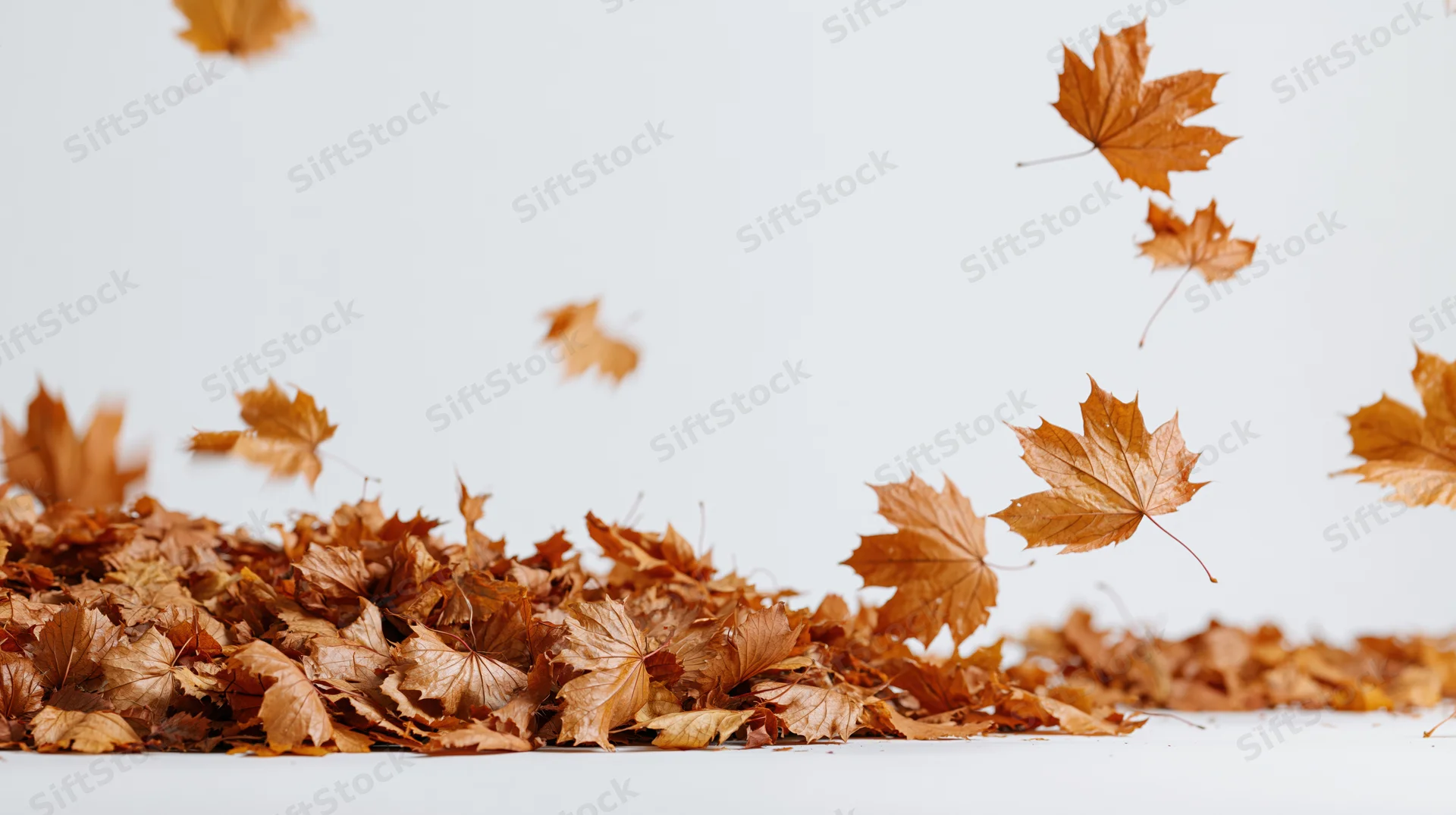 Dry maple leaves falling and swirling above a pile on a white surface