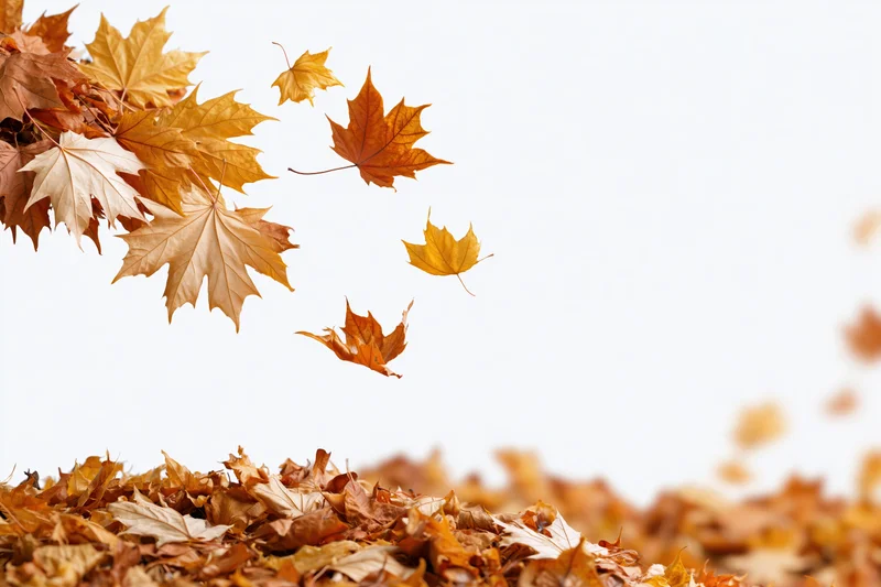 Dry maple leaves swirling upward from a pile on white background