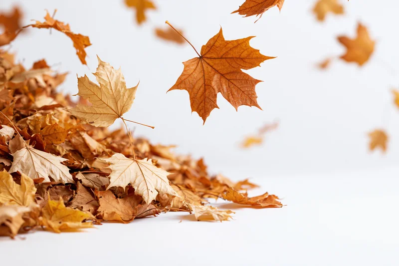 Dry maple leaves swirling upward from a pile on a white surface