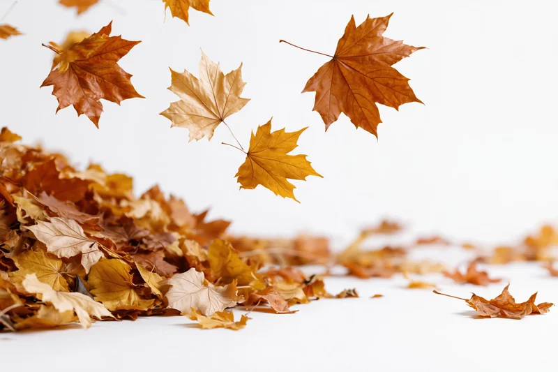 Dry maple leaves swirling upward from a pile on a white surface