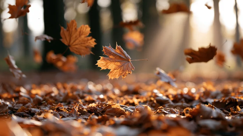 Maple leaves falling in a forest during autumn, swirling above a thick carpet of dried foliage on the ground
