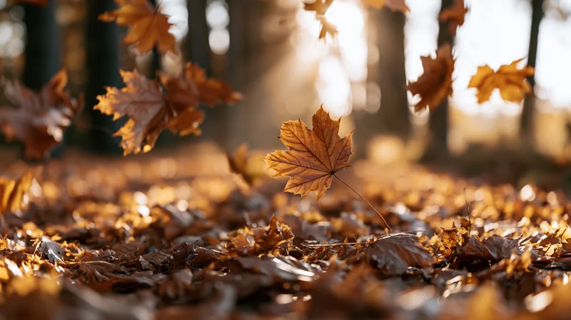 Maple leaves falling in a forest during autumn, swirling above a thick carpet of dried foliage on the ground