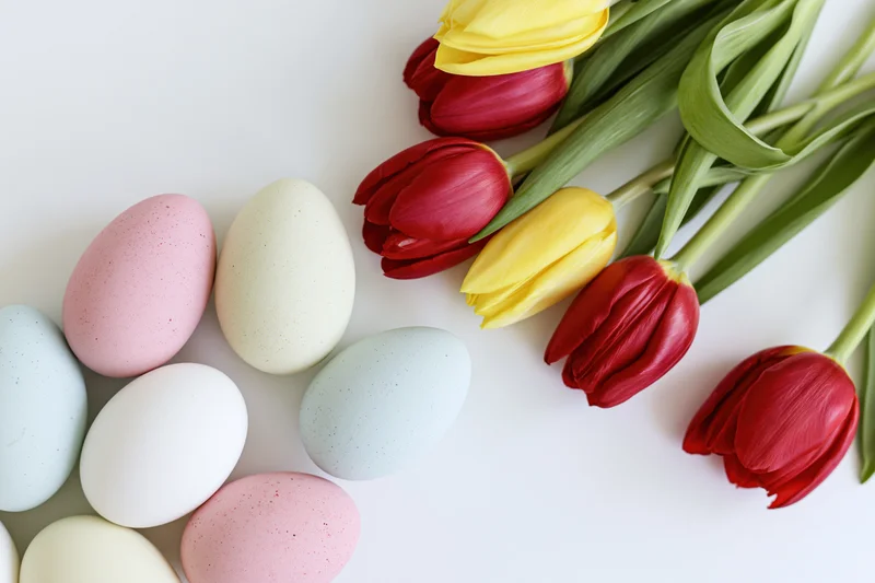 Pastel easter eggs and red yellow tulips arranged on white surface