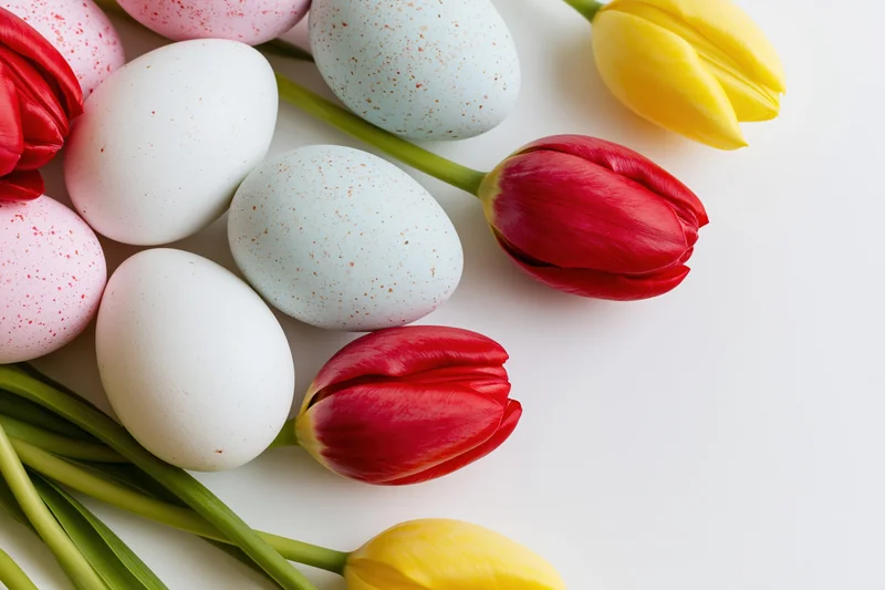Easter eggs and tulips arranged in a flat lay on a white surface with copyspace