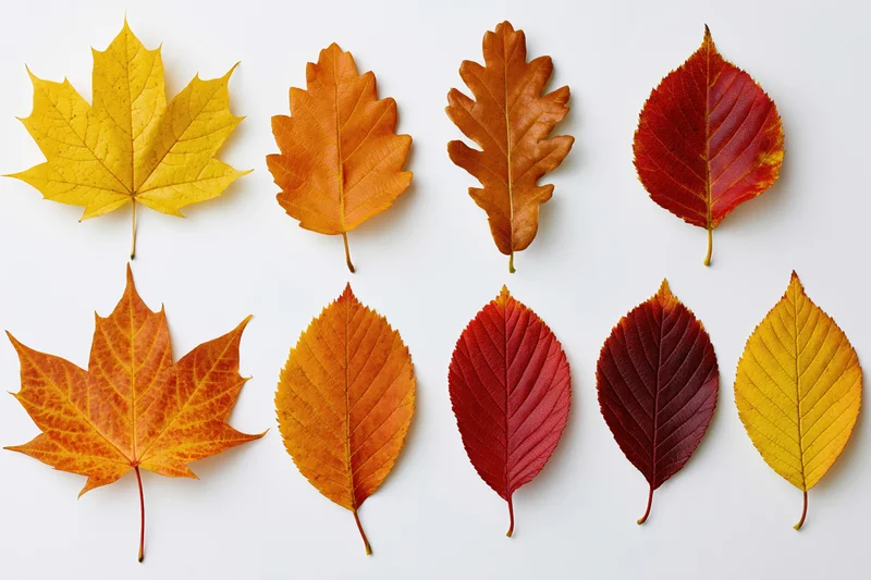 Eight autumn leaves arranged in two rows on white background