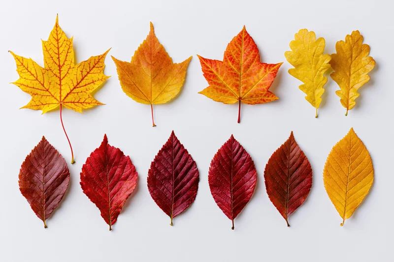 Autumn leaves arranged in two rows on white background