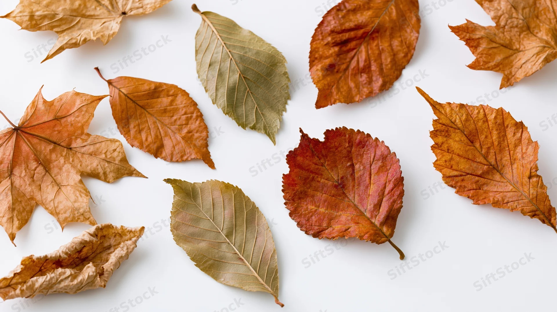 Dried autumn leaves scattered across a white surface in a flat lay arrangement