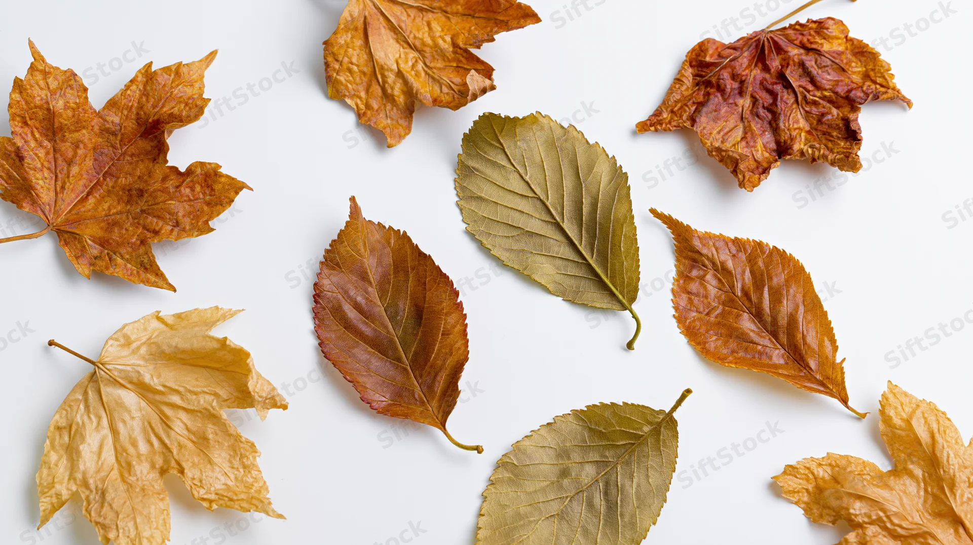 Dried autumn leaves scattered on white surface in flat lay arrangement