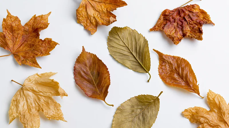 Dried autumn leaves scattered on white surface in flat lay arrangement