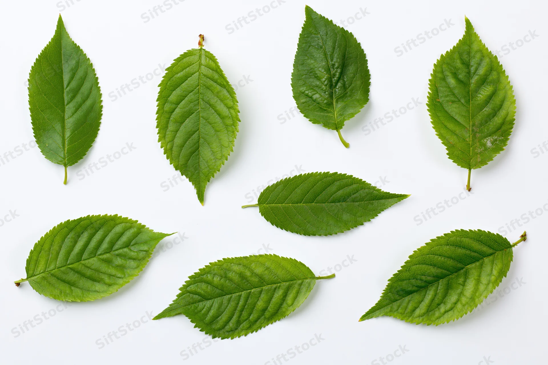 Eight green cherry or apple tree leaves arranged in a scatter on white background