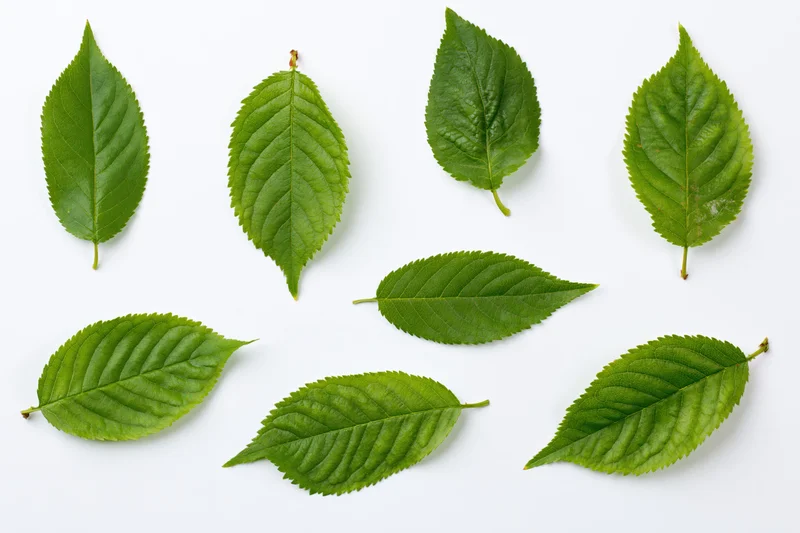 Eight green cherry or apple tree leaves arranged in a scatter on white background