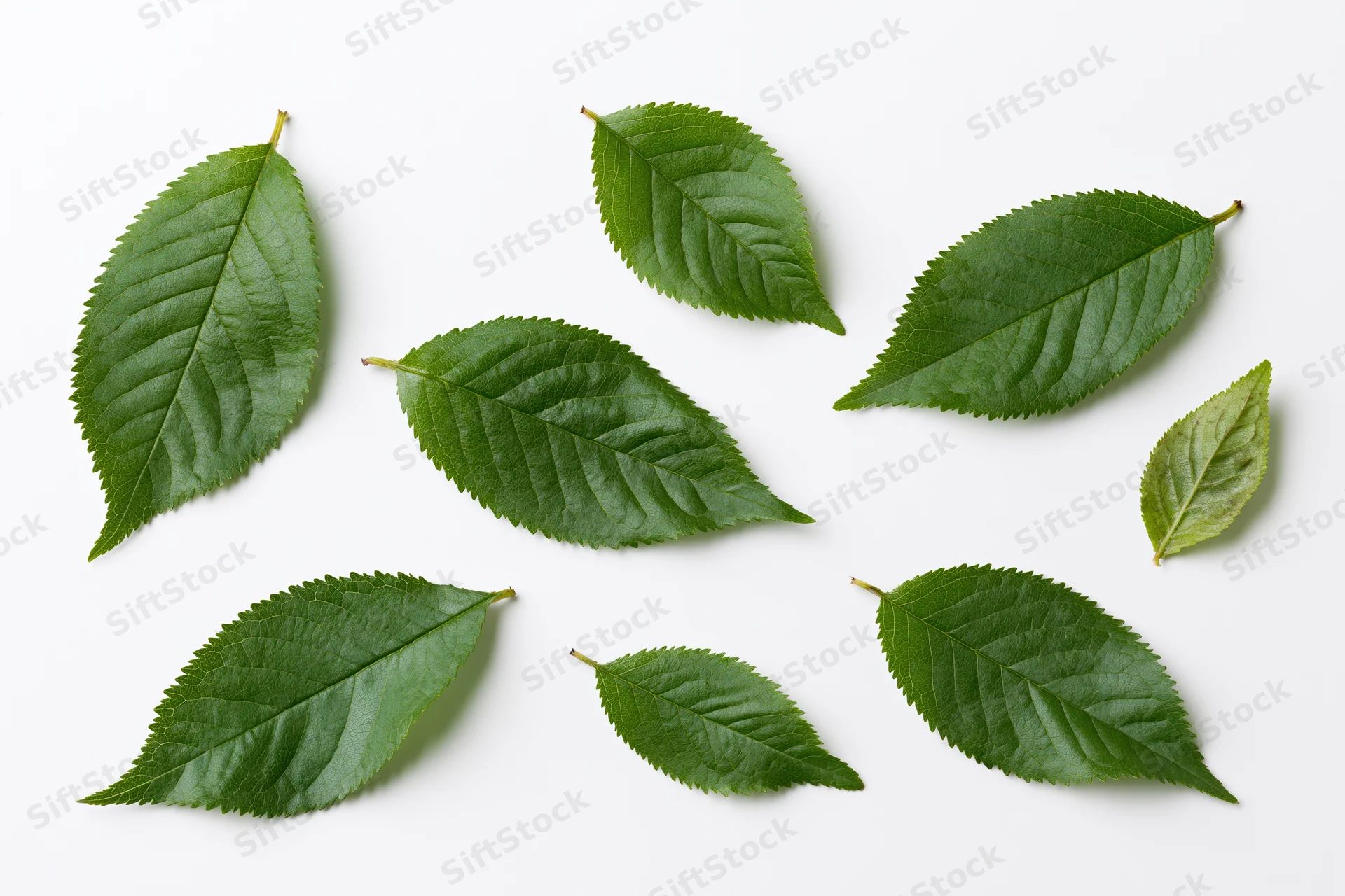 Green cherry and apple tree leaves scattered on white background